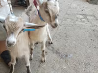 Cabras (lote, sexo no especificado), Alpine goat — foto 7