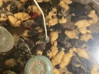 Ducks — Foto 1