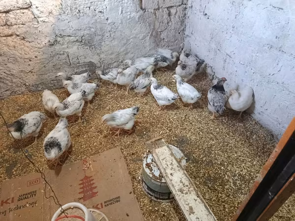 Chickens — Azərbaycan