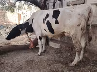 Cow, Holstein breed — photo 4