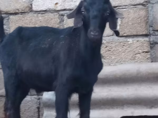 Keçi, Anatolian Black goats