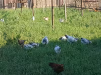 Chickens — photo 8