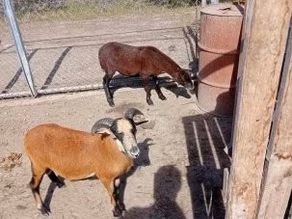 母羊, Cameroon sheep