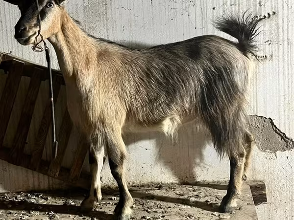 Goat, Alpine goat — Azerbaijan