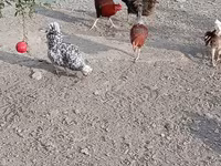 Chickens — photo 6