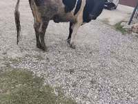 母牛, Red-spotted breed — 照片 2