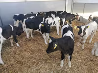 Bovinos (lote, sexo no especificado), Raza Holstein — foto 4