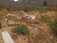 Dişi keçi, Saanen goat — foto 2