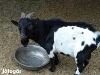 Kozel, Nigerian dwarf goats — foto 1