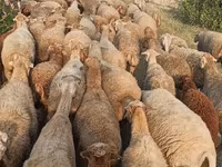 Sheep, Sheep — photo 2