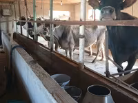 Krava, Swiss cattle — foto 3
