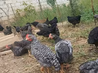Australorp — photo 4