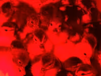 Ducks — photo 4