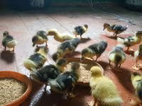 Ducks — photo 2