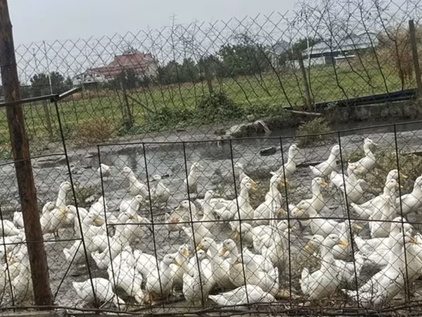German Pekin — Azerbaijan
