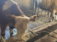 Kuh, Simmental cattle — Foto 2