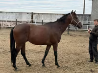 Caballo, Thoroughbred horse — foto 3