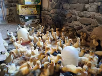 Ducks — photo 2