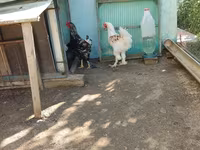 Brahma — foto 4