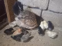 Chickens — फ़ोटो 1