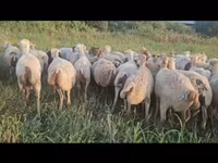 Sheep, Sheep — photo 1