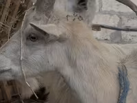 Goat, Goats — photo 2