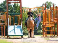 At, Gypsy horse — foto 3