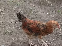 Chickens — الصورة 6