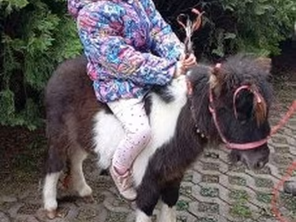 Ат, Фалабелла