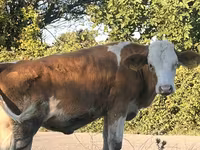 गाय, Simmental cattle — फ़ोटो 8