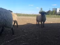 Qoʻchqor, White Suffolk sheep — 2-rasm