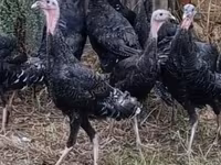 Turkeys — الصورة 1