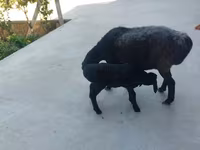 Sheep (batch, sex not specified), Sheep — photo 4