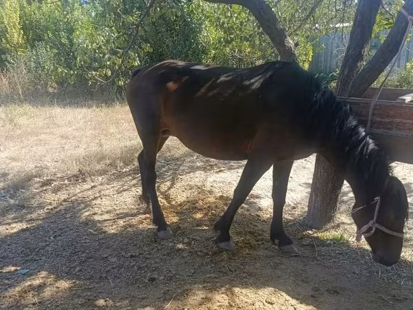 Mare, Kyrgyz Horse