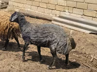 भेड़, Karakul sheep — फ़ोटो 4