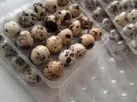 Quails — Foto 3
