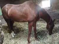 At, Akhal-Teke — foto 5