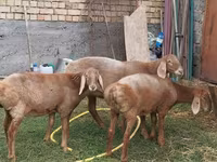 Schaf, Arashan sheep — Foto 4