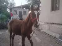 Cavalo, Russian Don — foto 3
