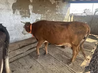 Krowa, Latvian Blue cattle — zdjęcie 2