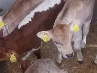 Touro, Simmental cattle — foto 5