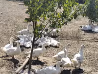Ducks — الصورة 2