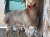 كبش, Rhon sheep — الصورة 7