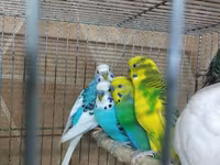 Chickens — الصورة 1