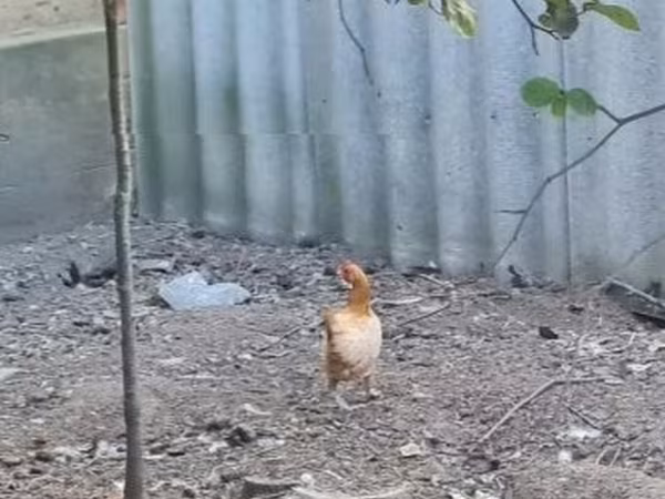 Тооктор