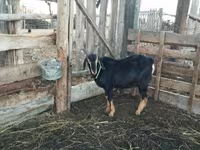 Qoʻchqor, Romanov sheep — 6-rasm