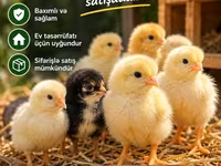 Chickens — फ़ोटो 1