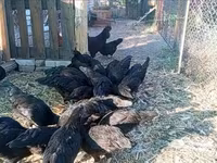 Ayam Cemani — Foto 6