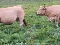 İnək, Aubrac cattle — foto 2