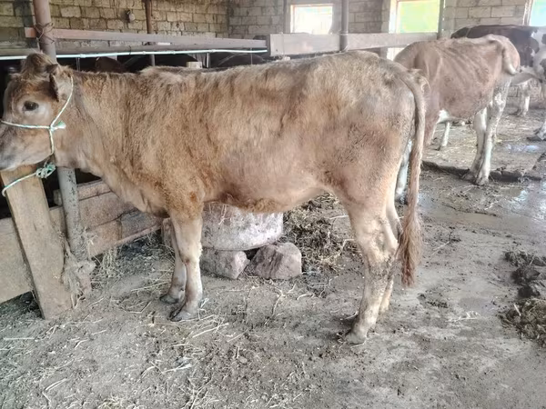 Cow, Cattle — Azerbaijan